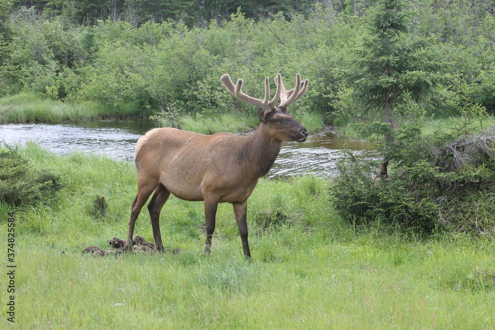 canadian wildlife canadian wildlife