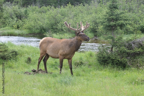 canadian wildlife