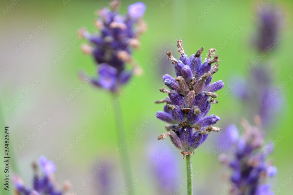 Close up of violet lavender flowers Lavandula angustifolia (true or English lavender, garden, narrow-leaved lavender). Lavender inflorescence on green blurred background. Close up of violet lavender flowers Lavandula angustifolia (true or English lavender, garden, narrow-leaved lavender). Lavender inflorescence on green blurred background.