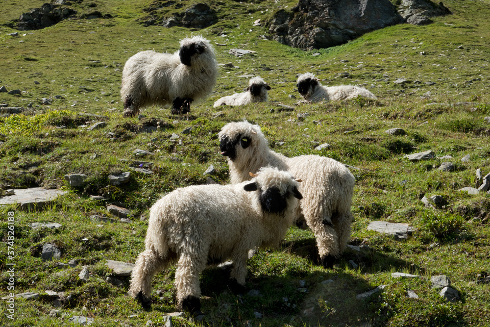 Five Valains Blacknose sheep on a alpine meadow, four lambs and one ewe Five Valains Blacknose sheep on a alpine meadow, four lambs and one ewe