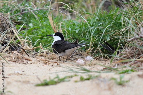 Sooty Tern (Onychoprion fuscatus) nest, Lord Howe Island, Australia photo