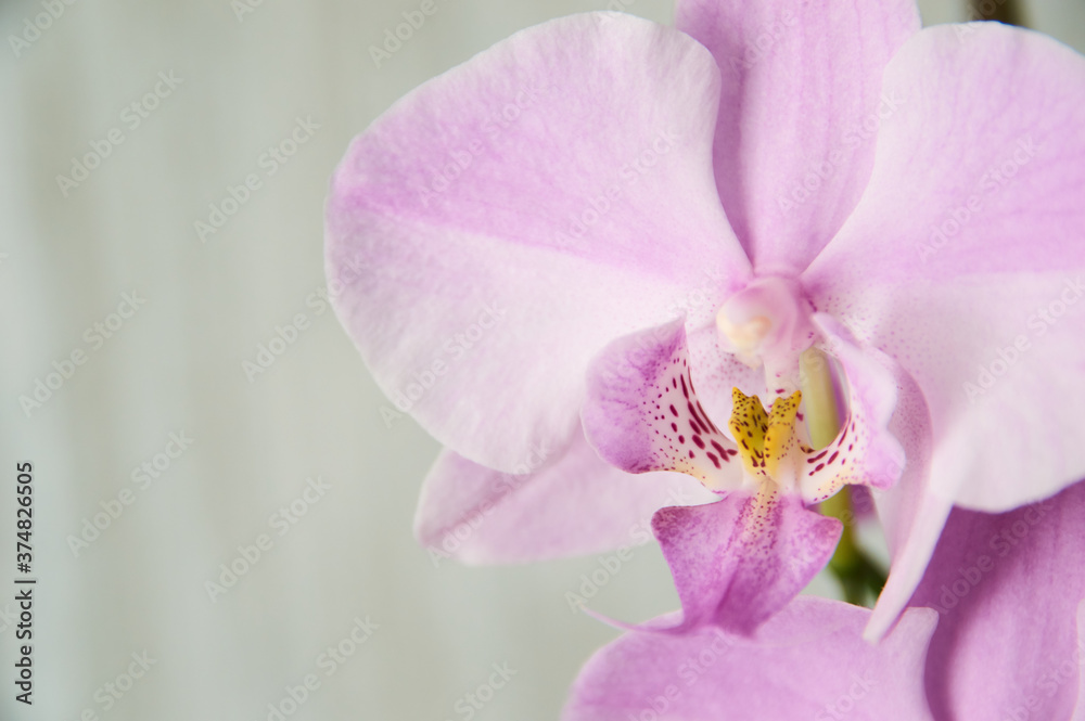 Fototapeta premium Purple orchid branch with big violet flowers isolated