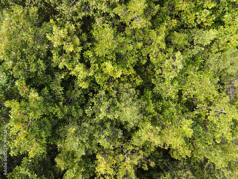 Dipterocarpus alatus trees in forest top view.