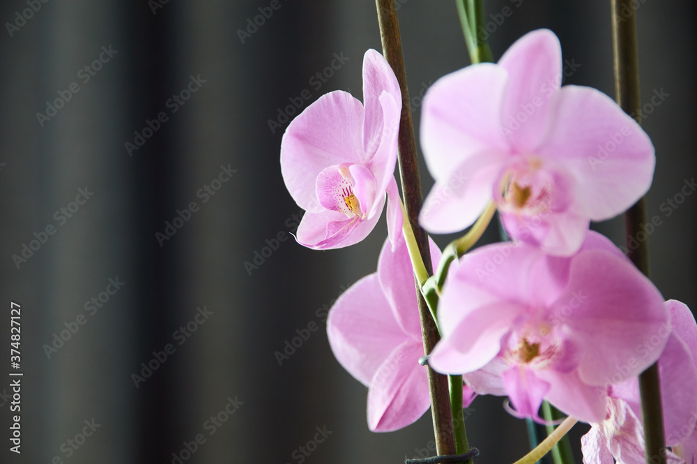 Purple orchid branch with big violet flowers isolated Purple orchid branch with big violet flowers isolated