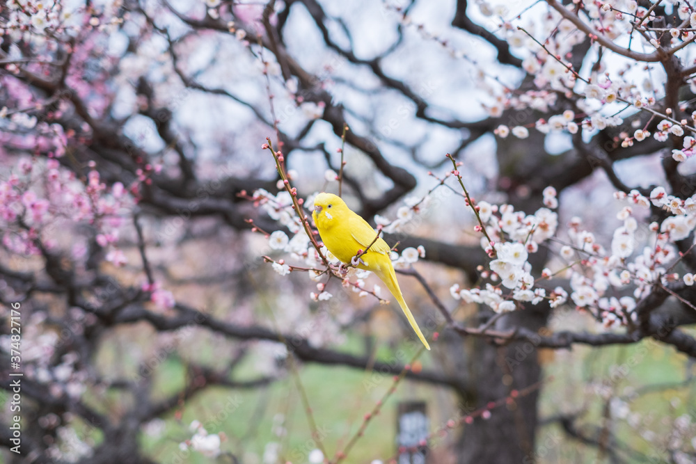 Parakeet in Japanese Apricot Garden in Osaka Castle Park Parakeet in Japanese Apricot Garden in Osaka Castle Park