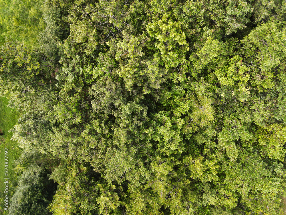 Dipterocarpus alatus trees in forest top view.