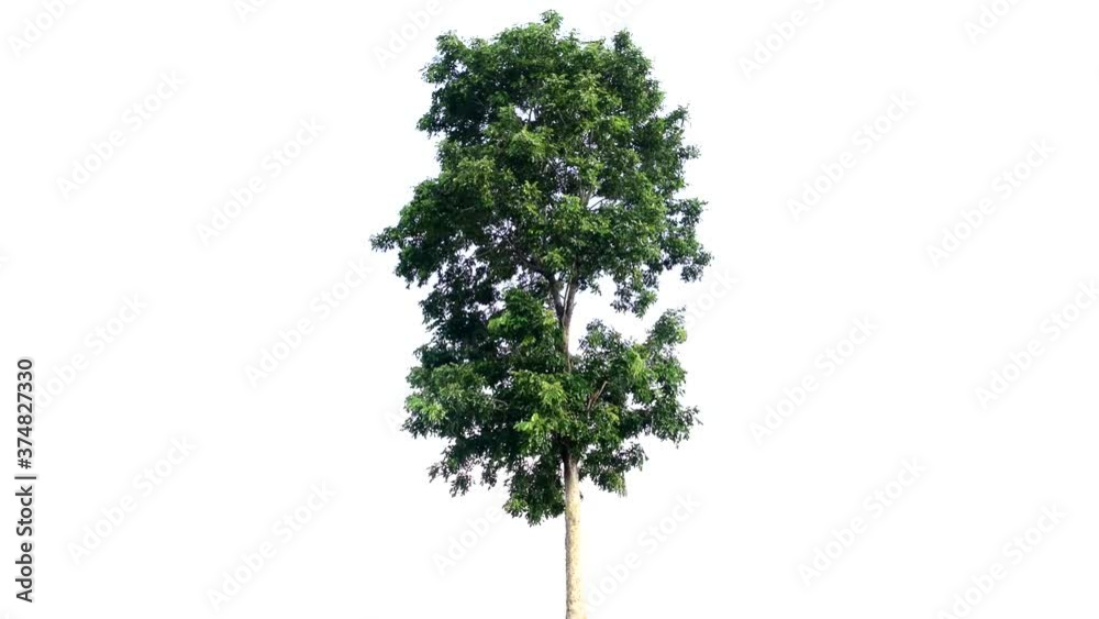 The tree is completely separated from the white ba background ...