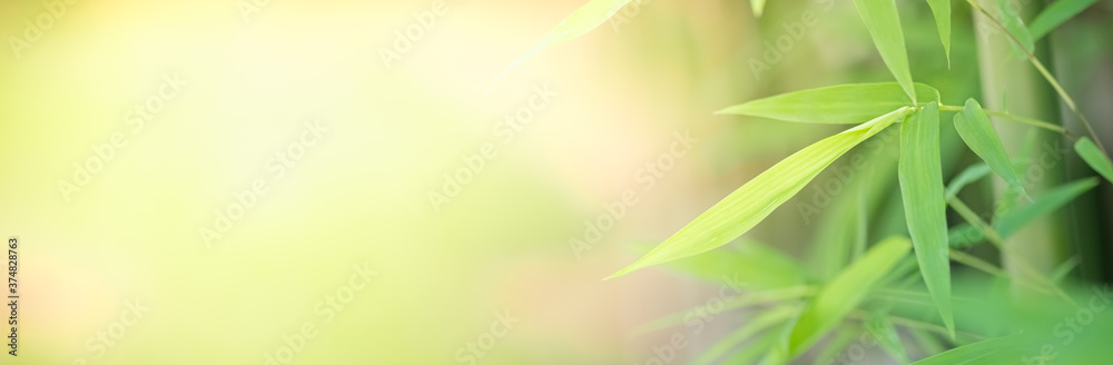 Obraz premium Concept nature view of green leaf on blurred greenery background in garden and sunlight with copy space using as background natural green plants landscape, ecology, fresh wallpaper concept.