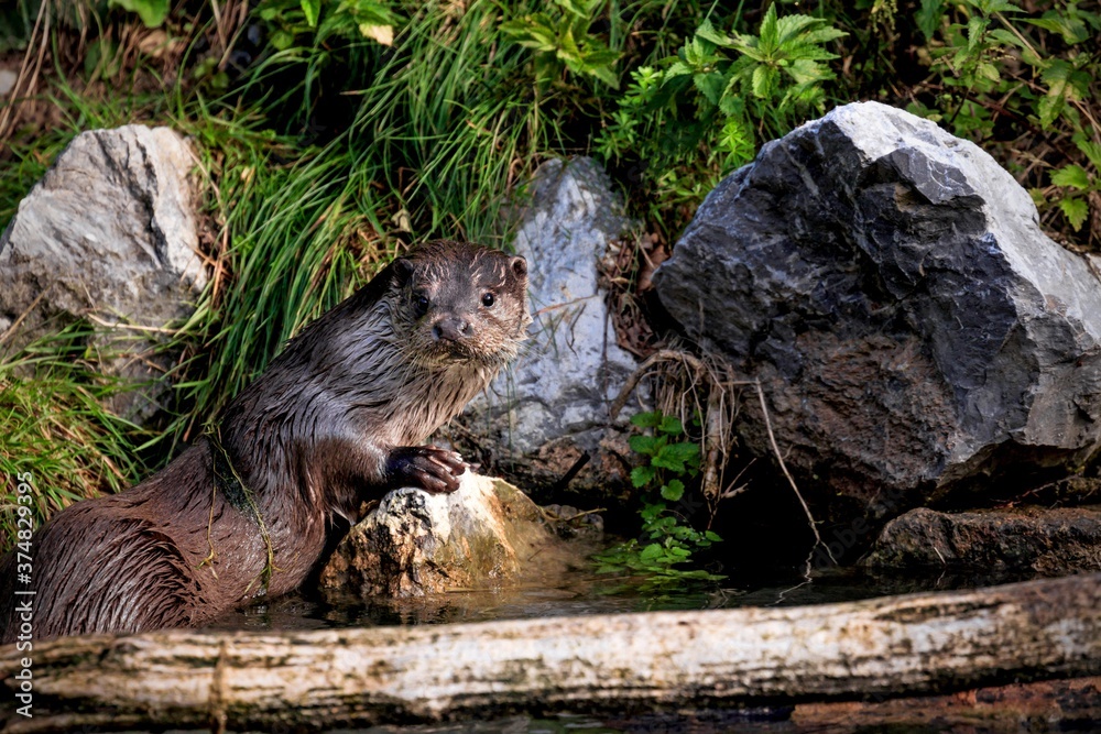 otter on the rock otter on the rock