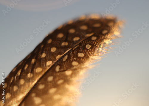 Guinea fowl feather macro shot