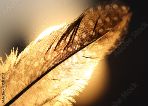 Guinea fowl feather macro shot