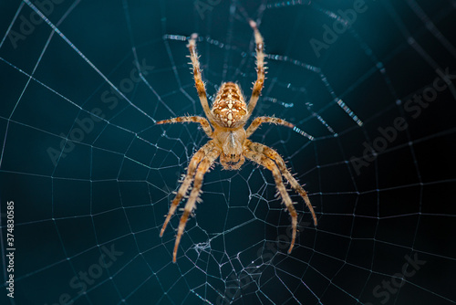 Cross spider in the center of the cobweb