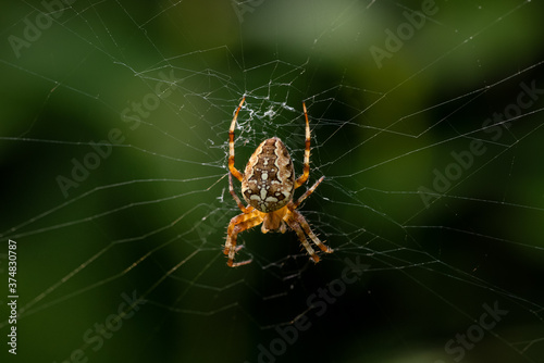 Detailed close up of a Garden spider or Cross spider, sitting in the center of its web