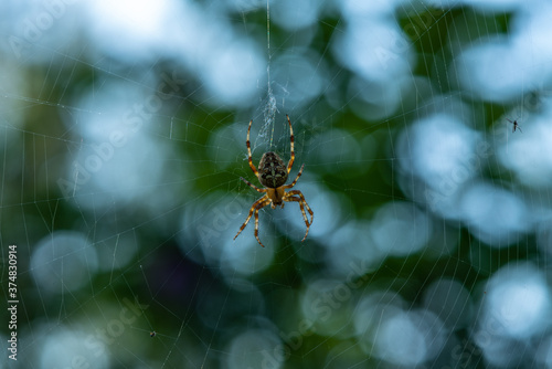 Close op of a Garden spider or Cross spider sitting in the center of the web