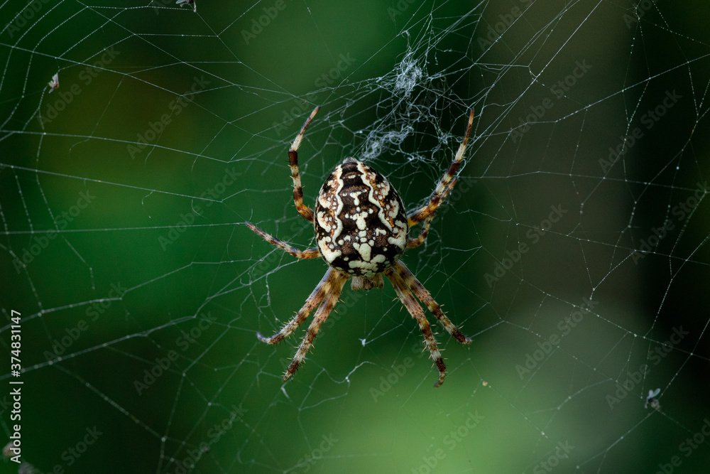 Large Garden spider sitting in the center of the web Large Garden spider sitting in the center of the web