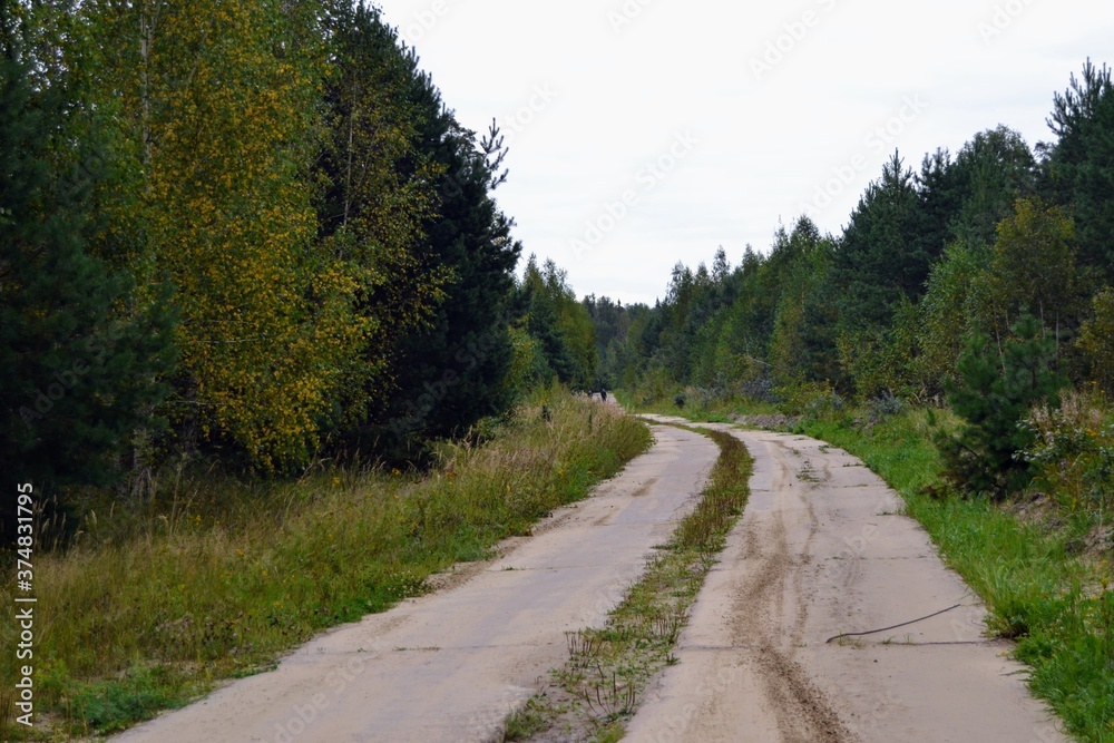 road in the forest