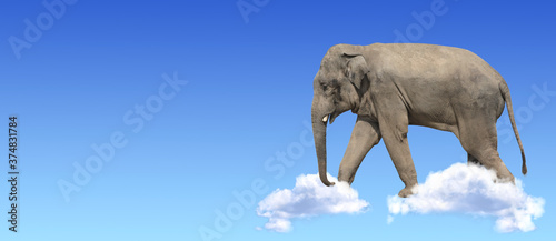 Horizontal banner with elephant above clouds