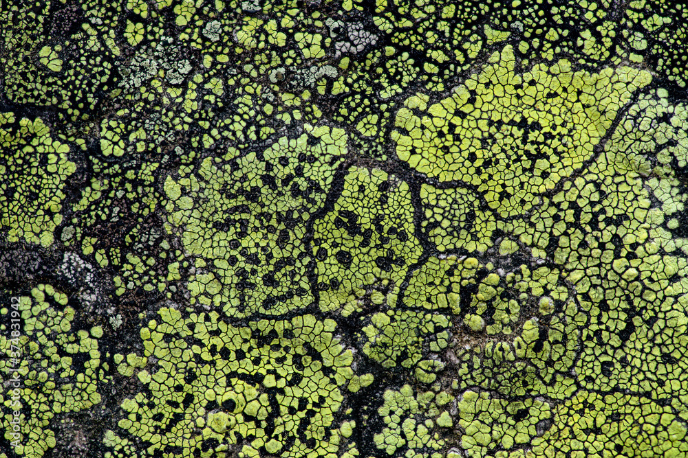 Abstract background from lichen growing on a rock - obrazy, fototapety, plakaty 
