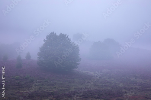 hills with flowering heather in dense fog