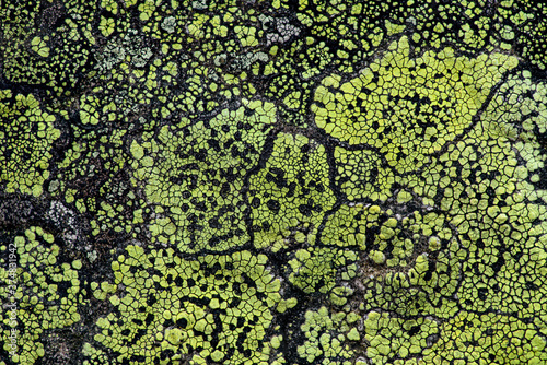 Abstract background from lichen growing on a rock photo