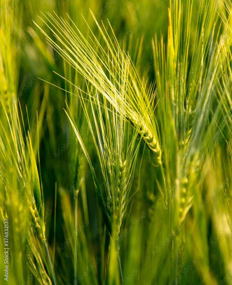 Green ears of wheat at sunset.