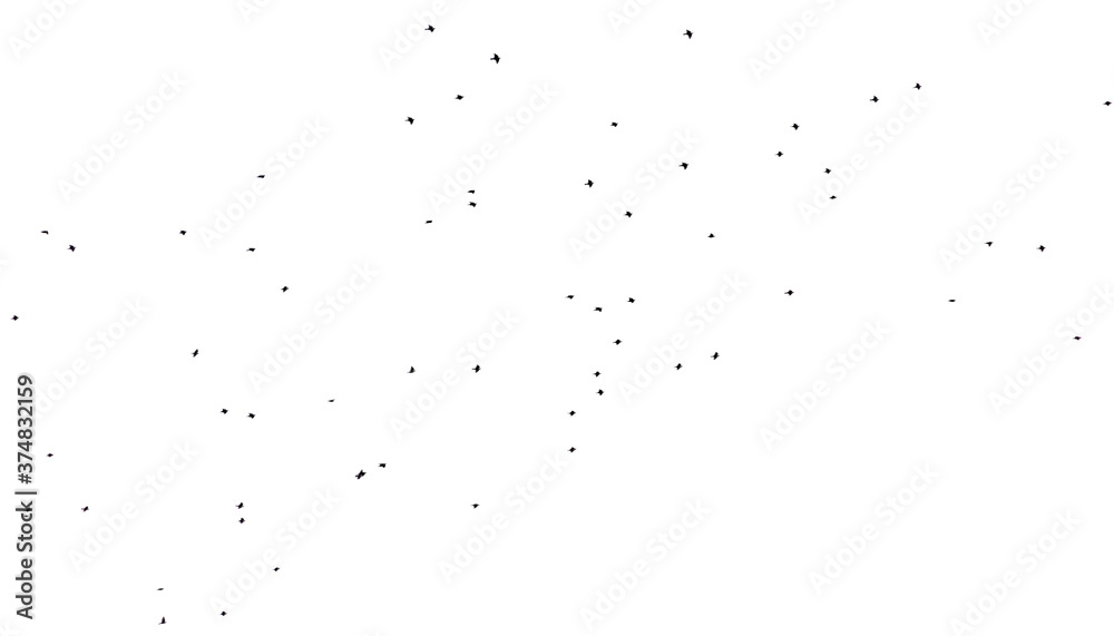 Fototapeta premium Flock of birds isolated on white background