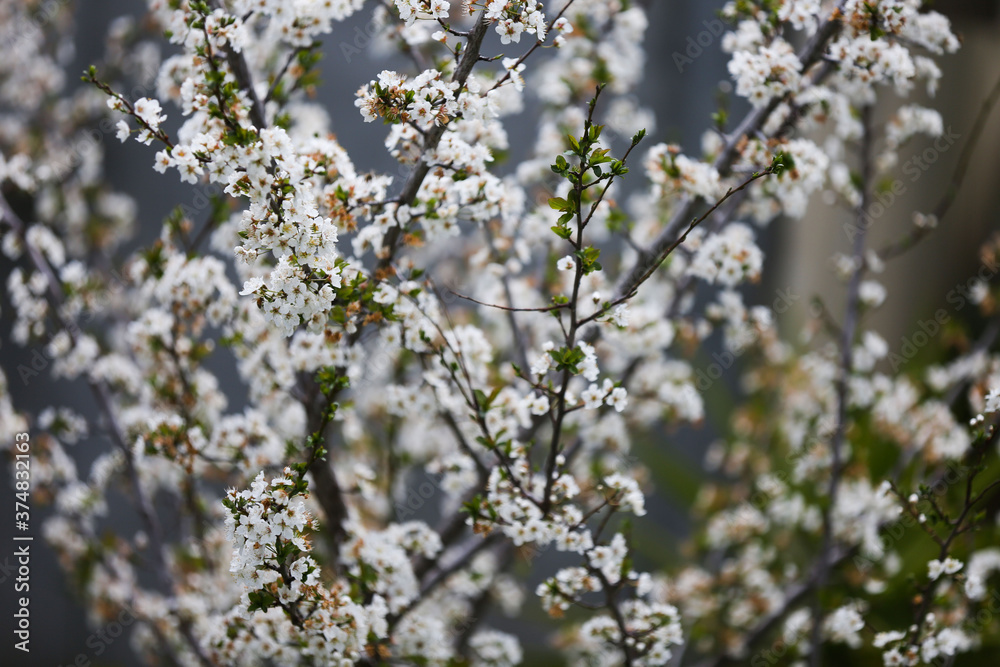 spring, tree, blossom, flower, nature, cherry, white, branch, flowers, bloom, sky, blooming, plant, blue, green, beauty, garden, beautiful, season, flora, apple, floral, petal, blossoms, outdoors