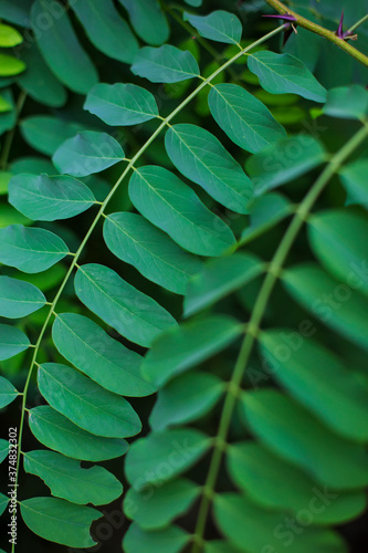 Detail of  green leaves on stem in nature