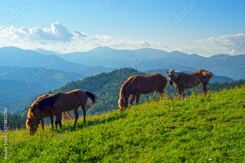 Horses in the Carpathians © panaramka