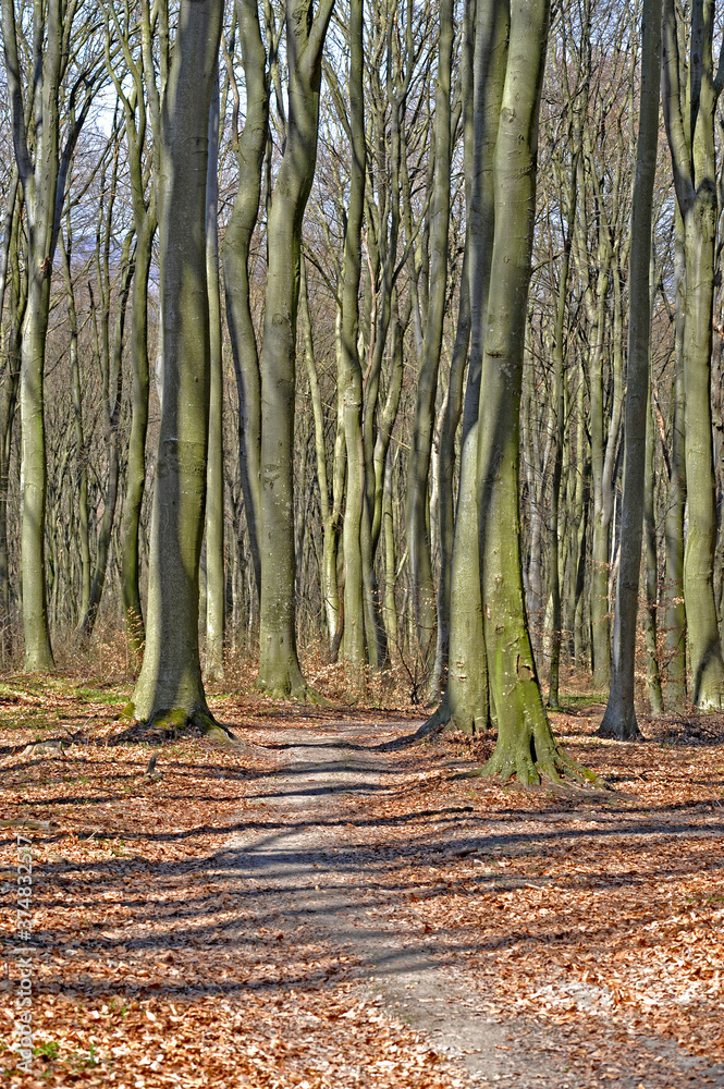 Obraz premium Road in the forest in spring