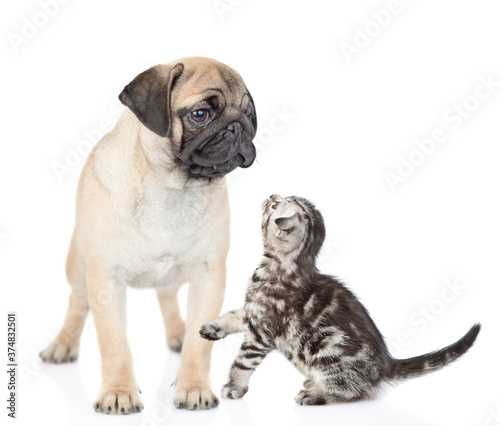Playful kitten plays with pug puppy. isolated on white background