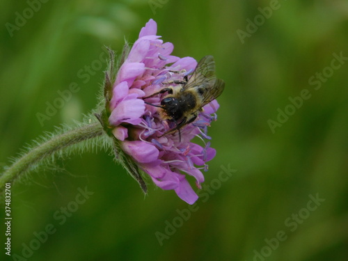 bee