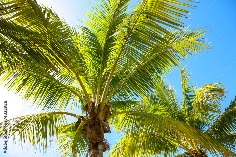 Fototapeta premium Large green branches on coconut trees against the sky