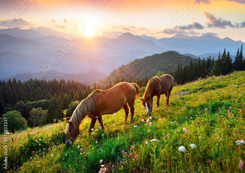 Horses in the Carpathians