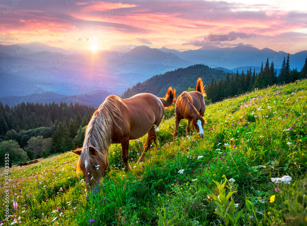 Horses in the Carpathians
