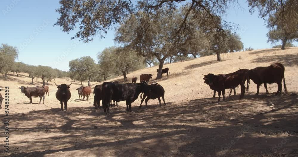 Cattle timelapse, Alentejo fields farmland countryside landscape in Alentejo tourist destination region, Portugal. Cattle timelapse, Alentejo fields farmland countryside landscape in Alentejo tourist destination region, Portugal.