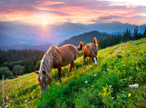 Obraz na płótnie Horses in the Carpathians w salonie