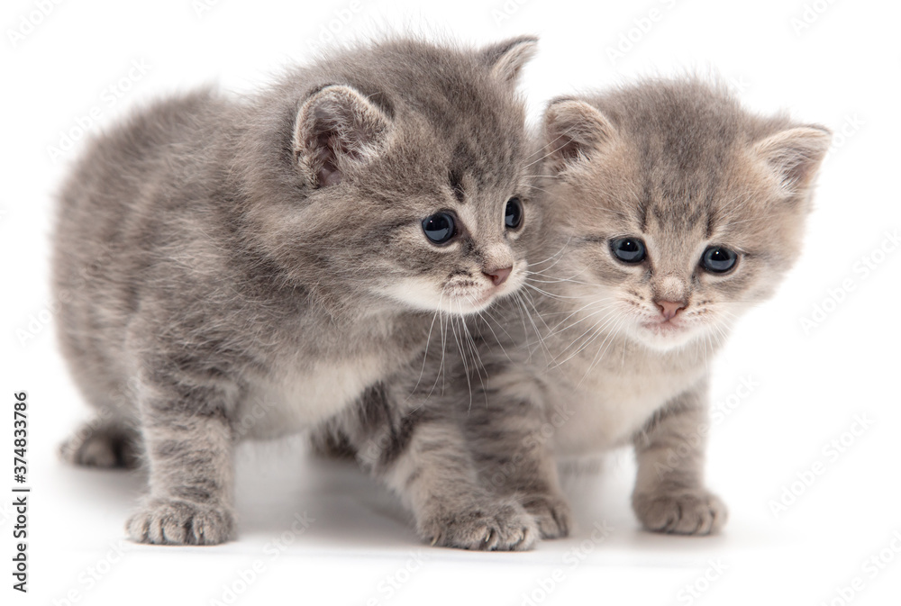 Fototapeta premium Portrait of two little kitten isolated on a white