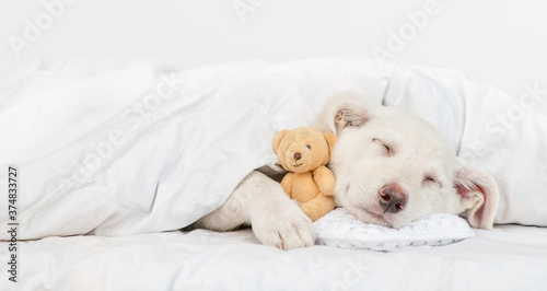 Smiling puppy sleeps on pillow under warm blanket on the bed at home and hugs favorite toy bear. Empty space for text