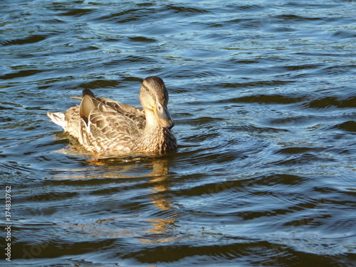 duck