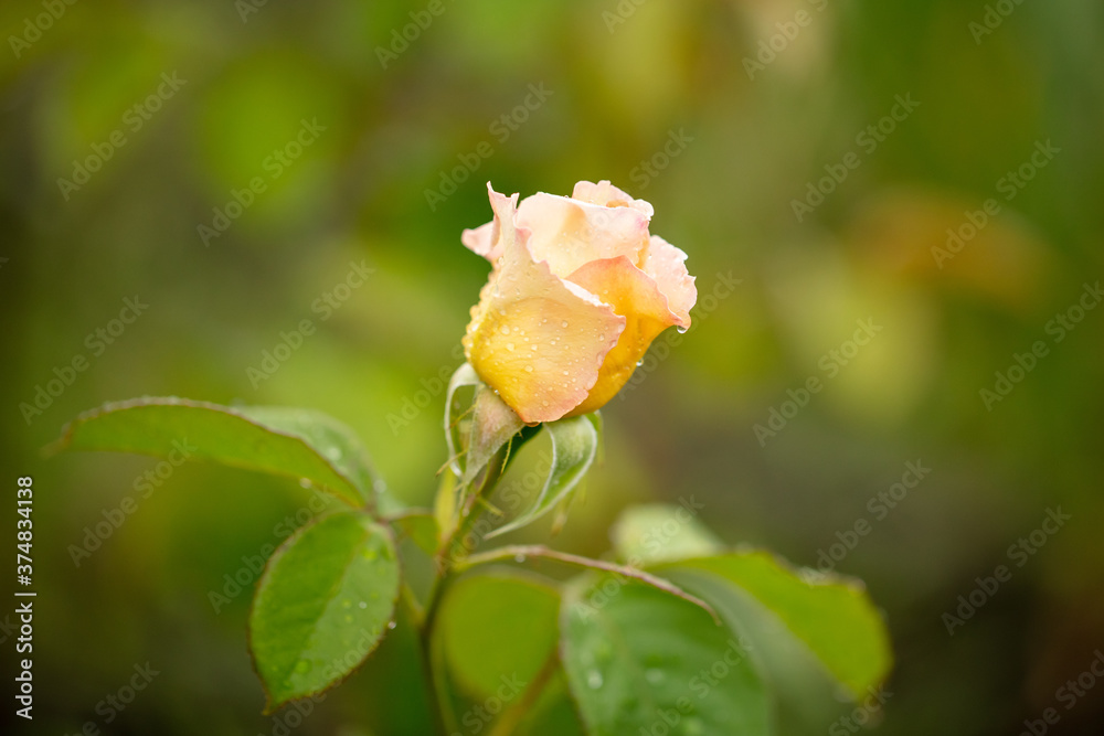 Beautiful rose flower in the park. Beautiful rose flower in the park.