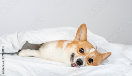 Funny pembroke welsh corgi dog lies under white blanket at home