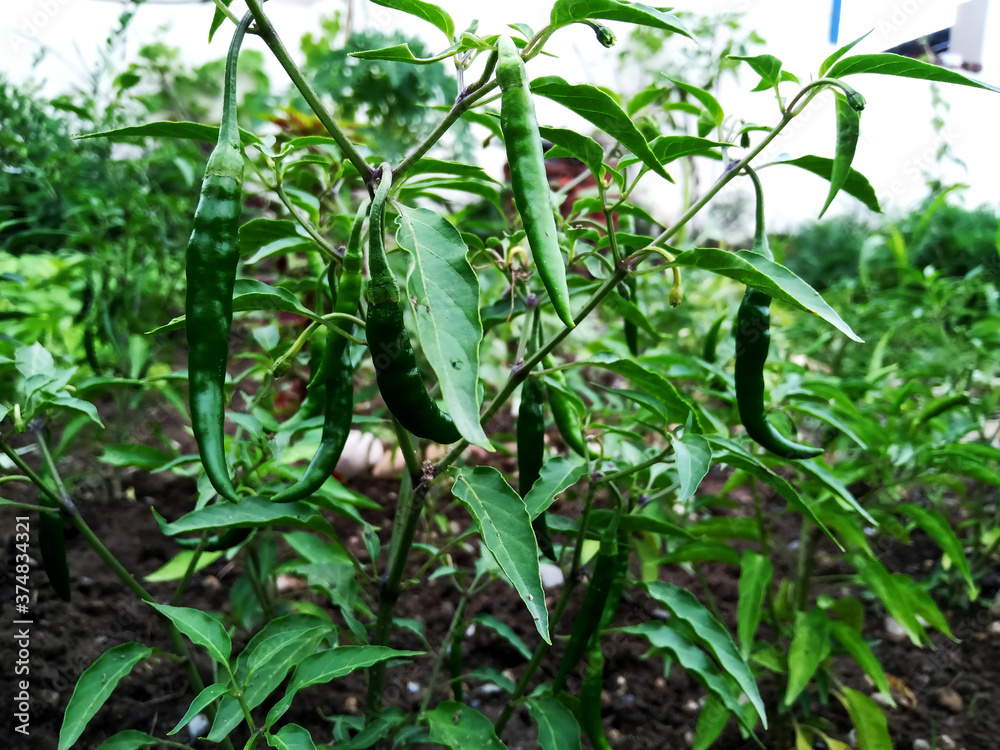 Green chilies. Green chili pepper plant in garden.