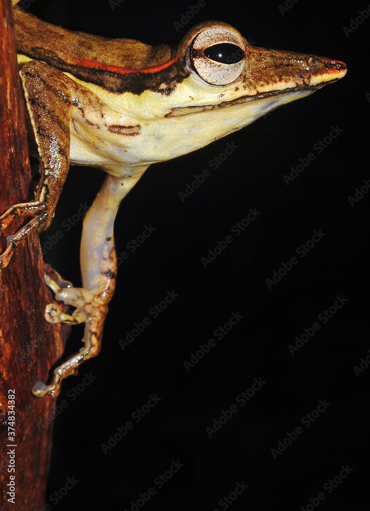 Naklejka premium Long-snouted tree frog (Taruga longinasus)