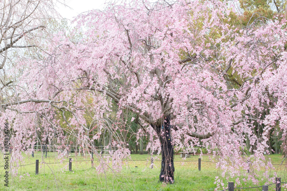 Sakura in a Park in Japan