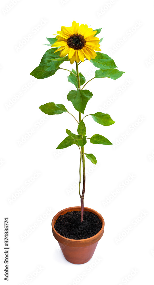 Obraz premium Sunflower plant in a flower pot isolated on a white background