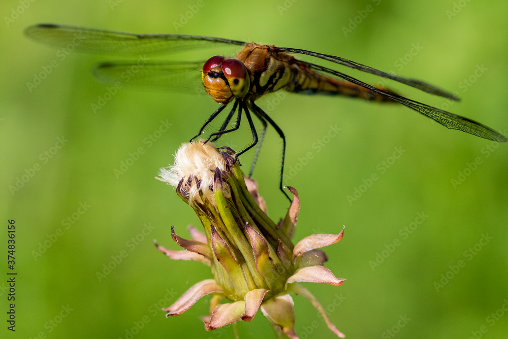 red dragonfly remaining on the bud of the dandelion red dragonfly remaining on the bud of the dandelion