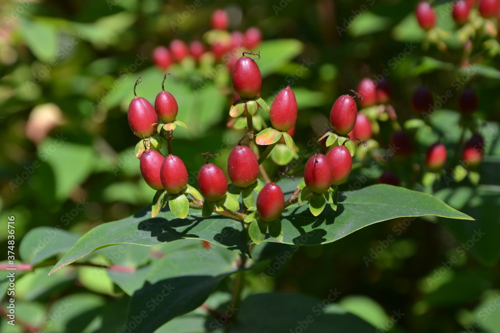 Obraz premium Hypericum androsaemum fruit on the branch. Red berries of the plant Hypericum (St. John's wort, goatweed). Used in herbal medicine, during weight loss, due to anti-depressant and anxiolytic properties