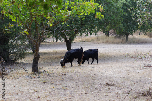 Chèvre noire à la recherche de jeunes pousses