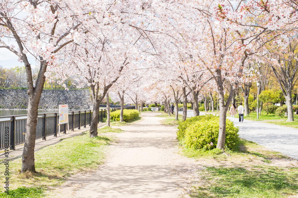 Osaka Castle in Sakura Season